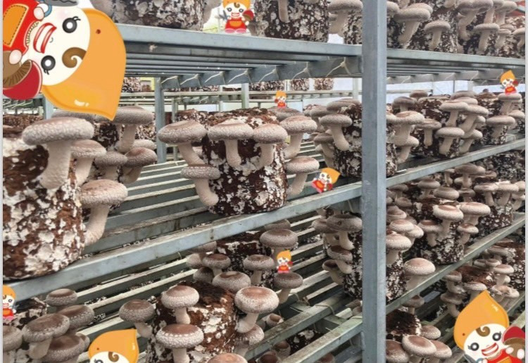 就労継続支援B型 ぷるるんまんの写真2枚目：