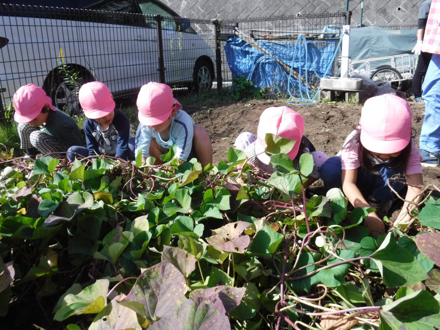 向陽台保育園の写真8枚目: