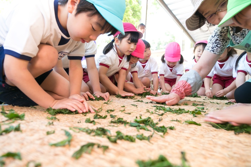 のだ山幼稚園（パート）の写真3枚目：園で栽培したお茶摘みを体験して、茶もみにも挑戦しました。