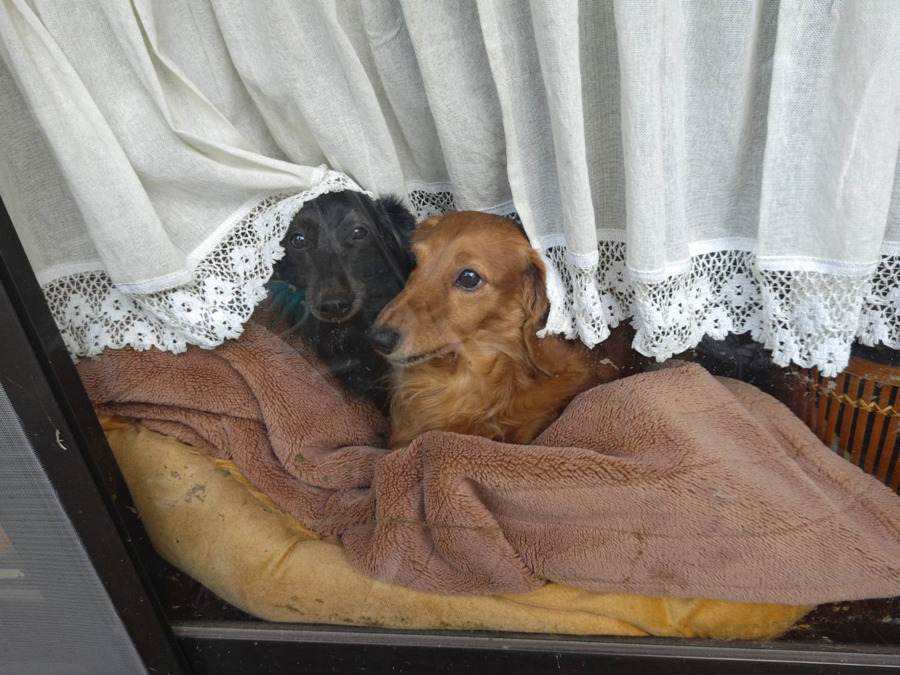 デイサービスゆうゆうの写真