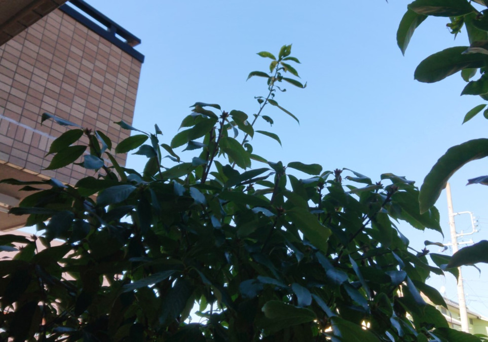 通院・外出支援ルピナスの写真2枚目: