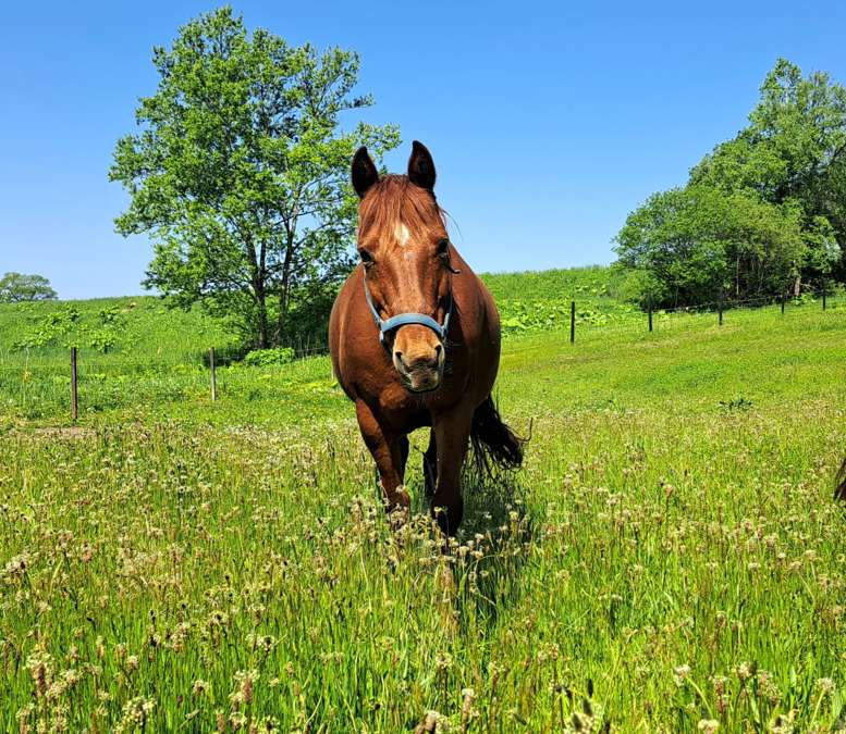 知的・精神障害者向けグループホーム ハッピーホースⅠの写真