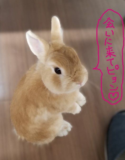 放課後等デイサービスDREAM　上柴プレイホールの写真