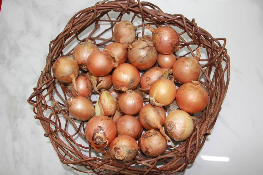 認定こども園ゆめのみ保育園（管理栄養士/栄養士の求人）の写真2枚目：　たくさん収穫できました♪