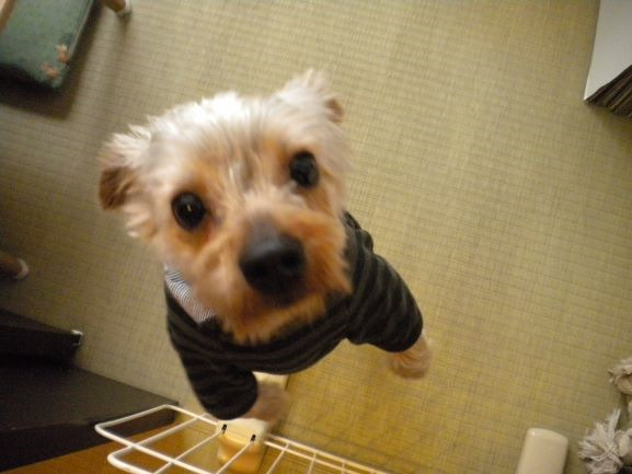 住宅型有料老人ホーム さくらの写真