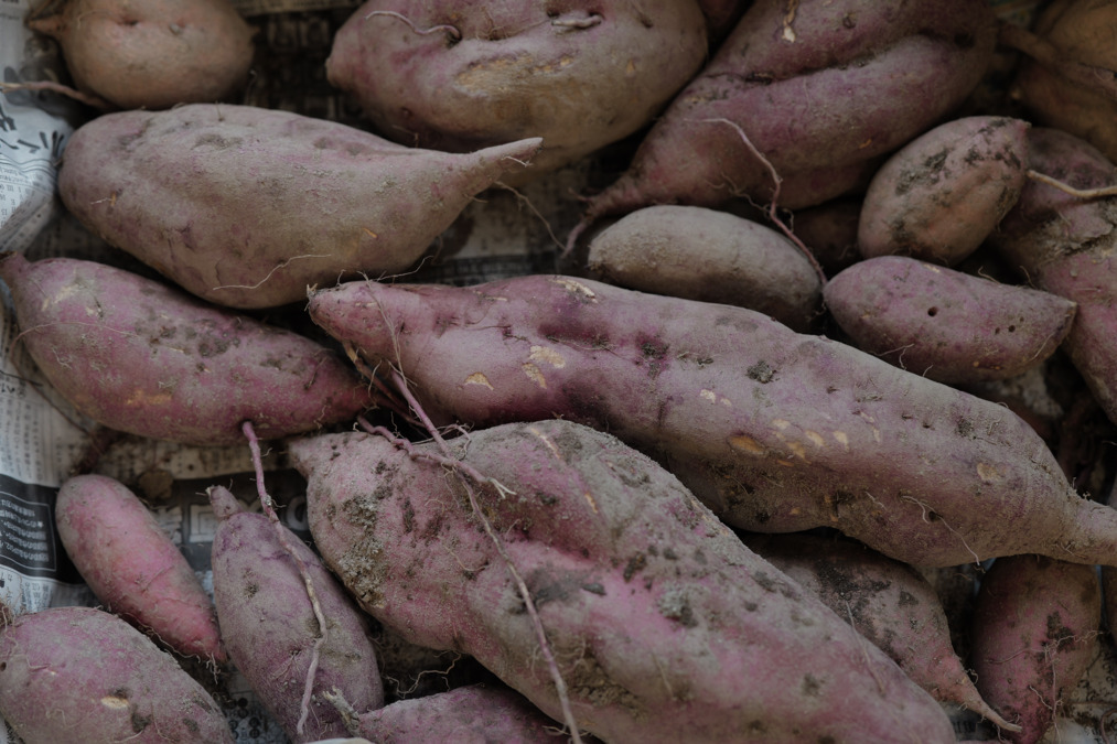 SA-N-PO庚午教室の写真4枚目:芋ほりなど土に触れる活動を大切にしています