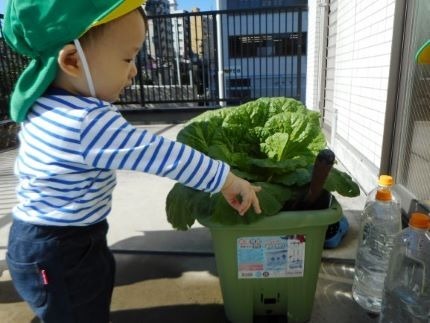 ほっぺるランド東品川（保育士の求人）の写真3枚目：