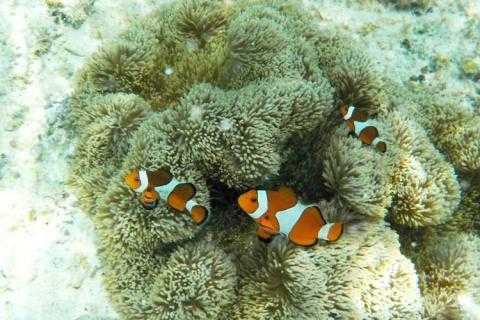 与論島・クマノミパラダイス