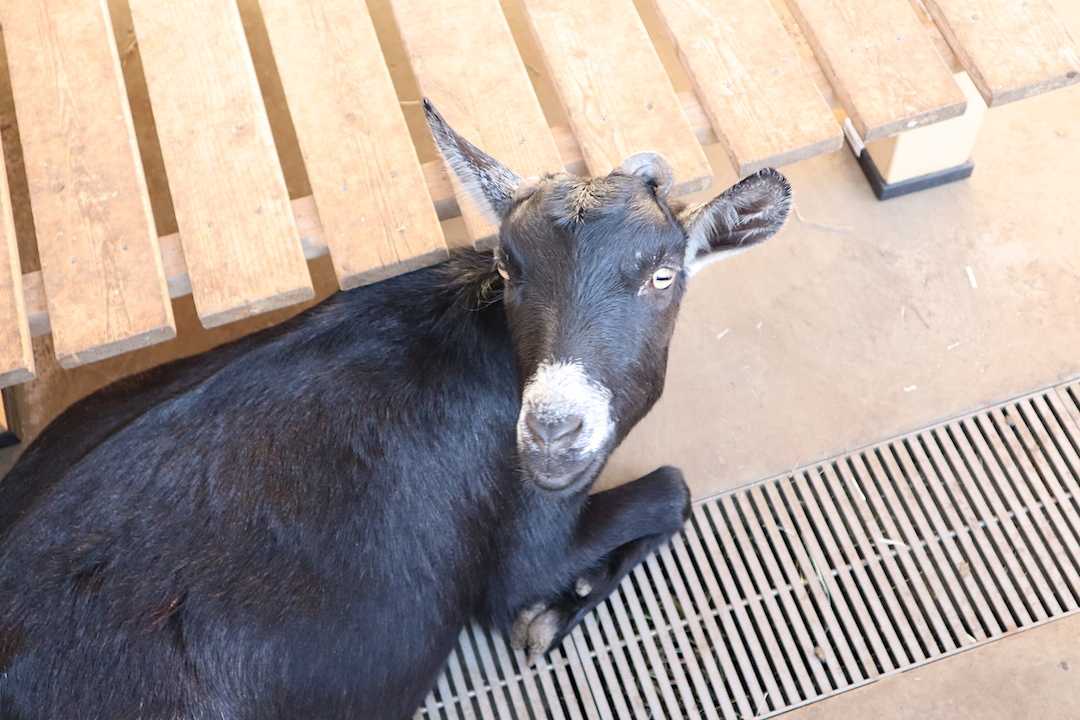 中里どろんこ保育園 黒ヤギ