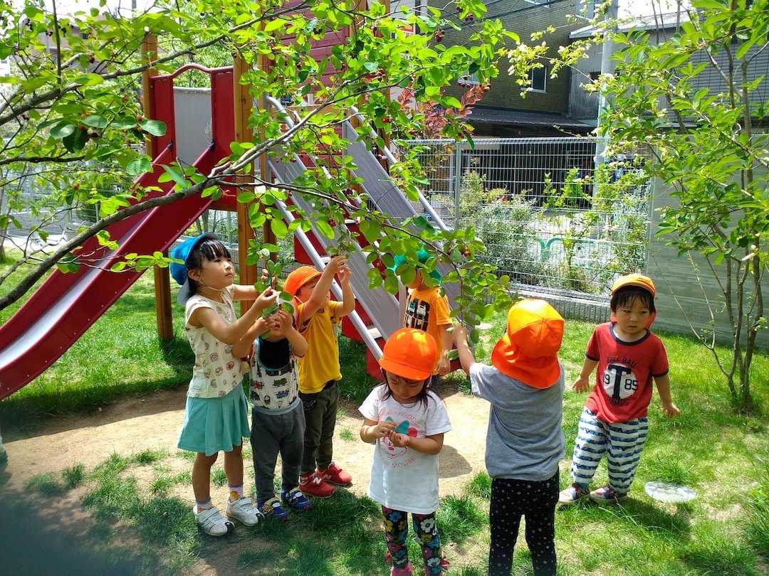 心羽えみの保育園石神井台 ジュンベリー摘みの様子