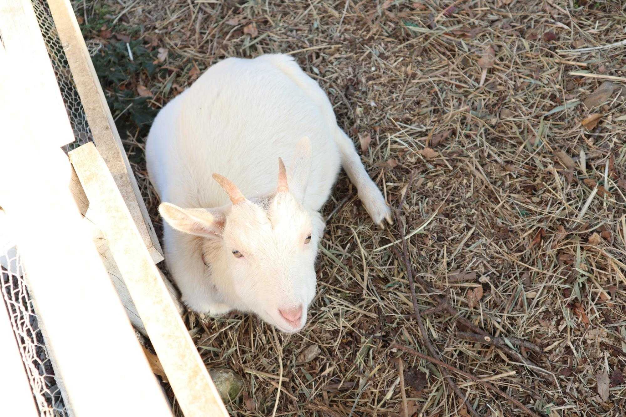 北原リハビリテーション病院:牧場