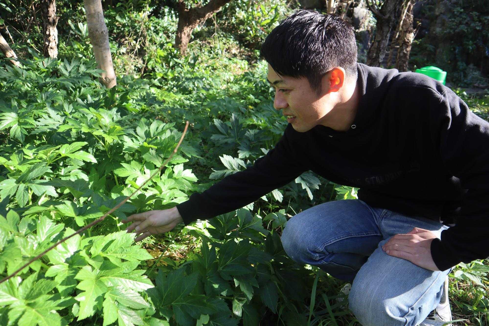 八丈島:アシタバ畑