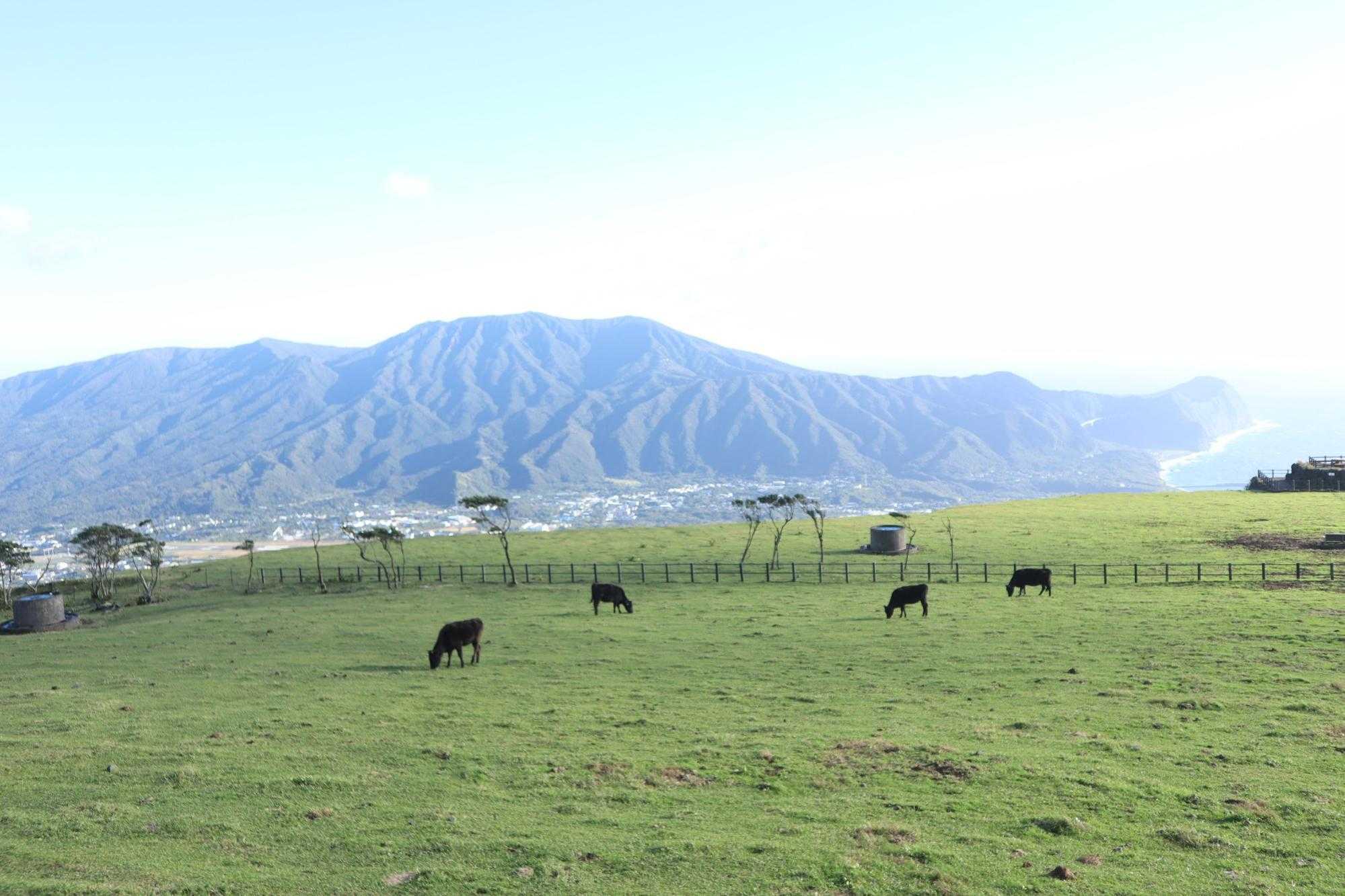 八丈島:ふれあい牧場